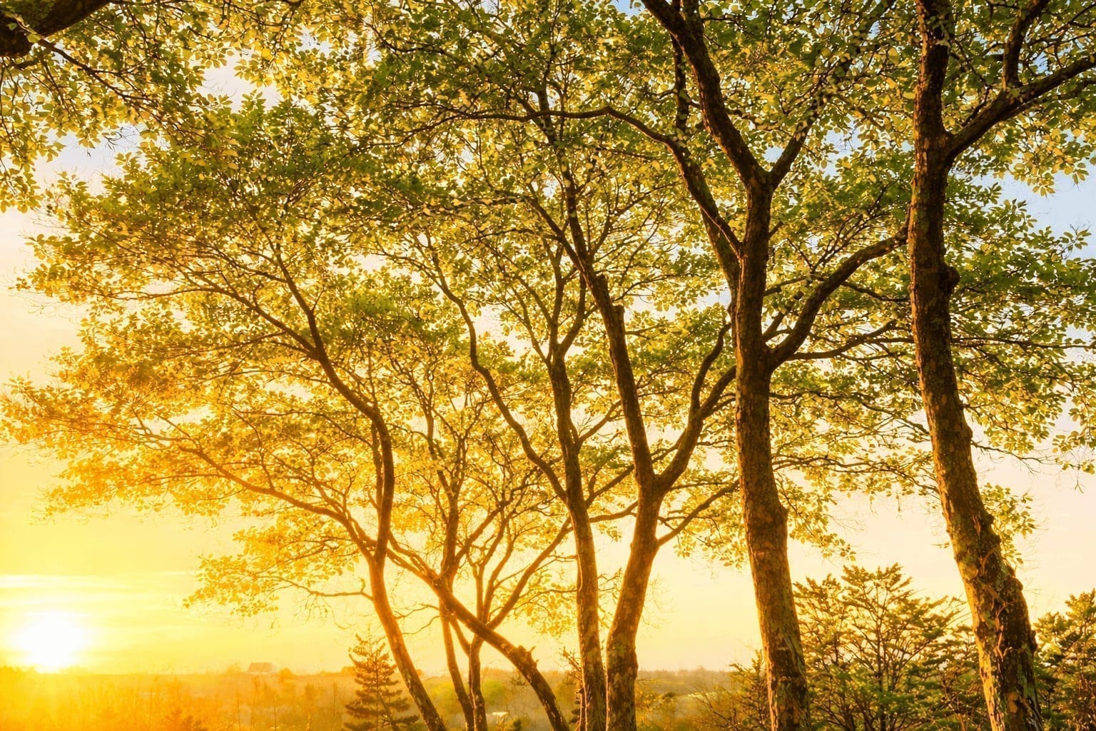 Gaëtan Sanquer en intervention d'élagage dans un arbre